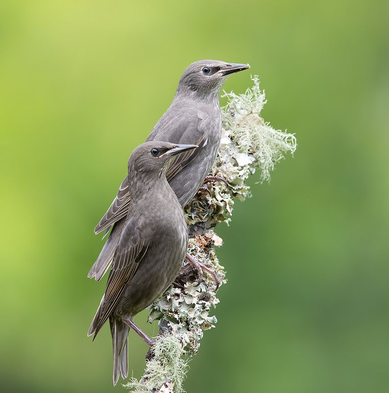 Juvenile, European Starling -Обыкновенный скворец, слетки