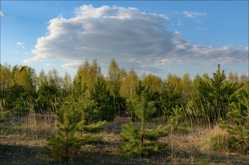 Цвет первой зелени