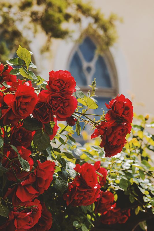 Розы в музейном дворе.