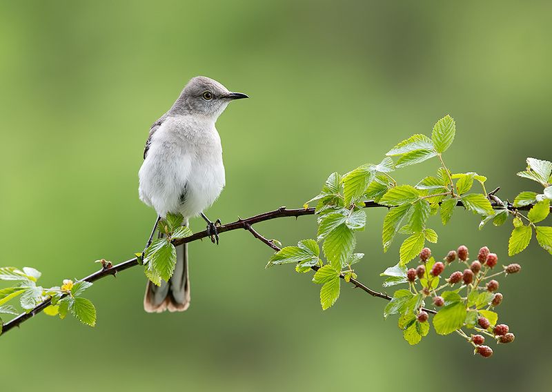 Northern Mockingbird - Многоголосый пересмешник