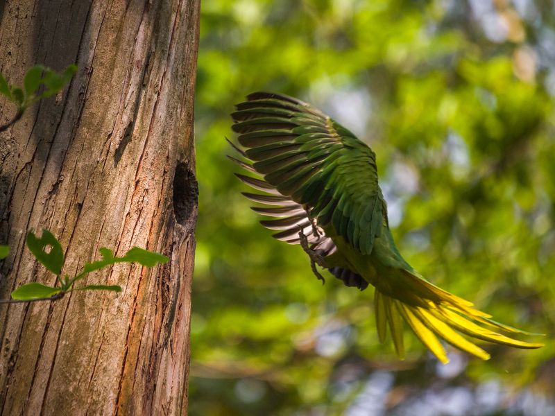 Wings (Rose-ringed parakeet)
