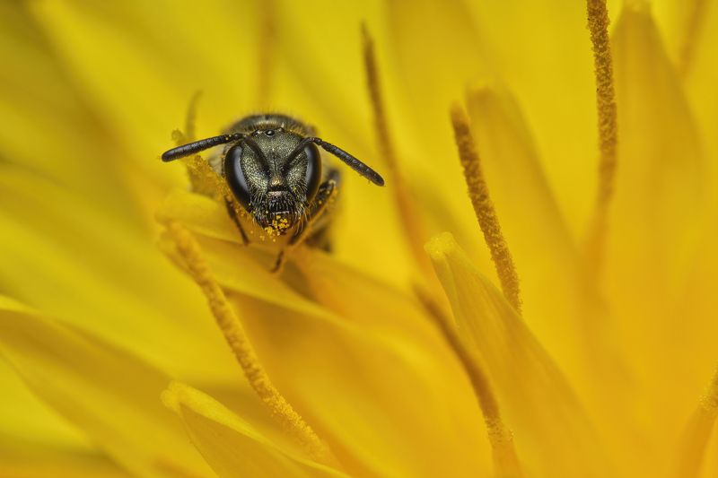 A bee in a dandelion