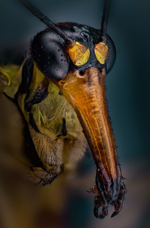Скорпионница обыкновенная