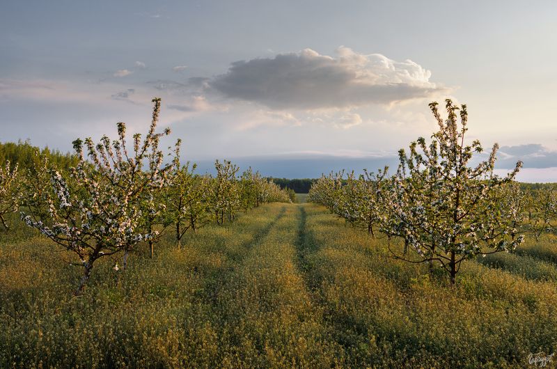 Яблоневые сады в Белёве