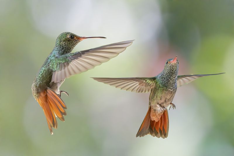 Rufous Tail Hummingbirds in Flight