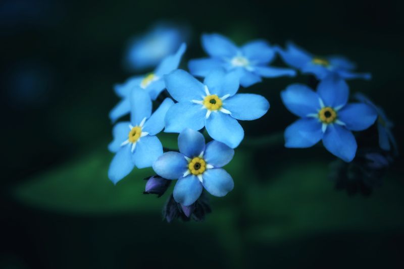 Cute blue flower