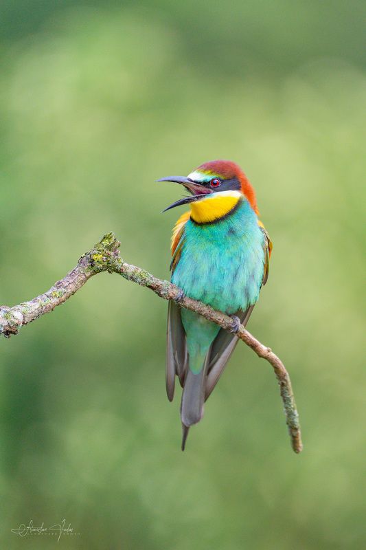 European bee-eater in South Moravia