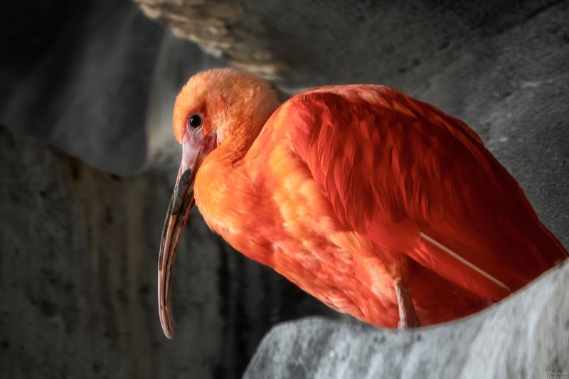 Красный ибис/  Eudocimus ruber/ Scarlet ibis