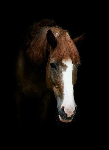 Портреты лошадей