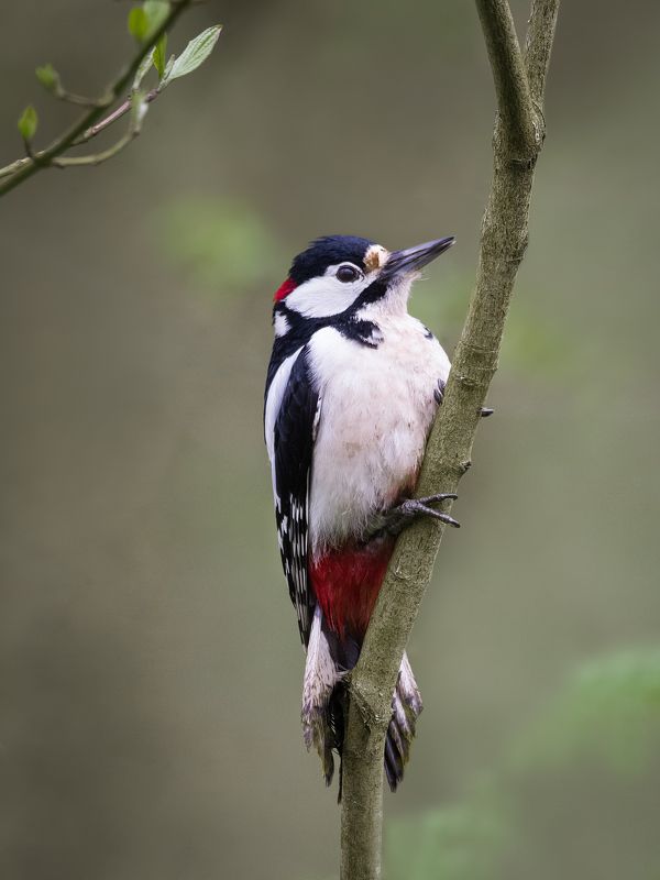 The Great Woodpecker