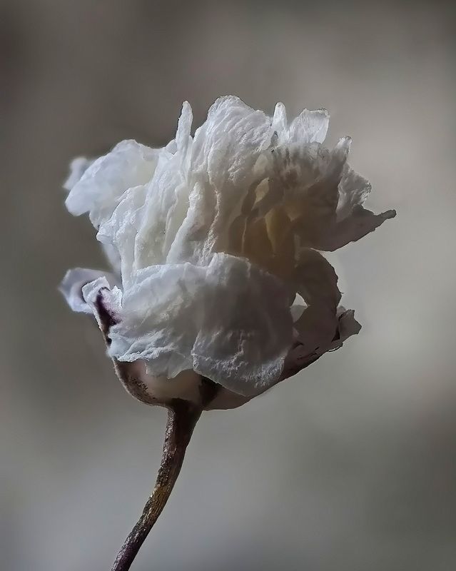 Гипосфила сухой цветок