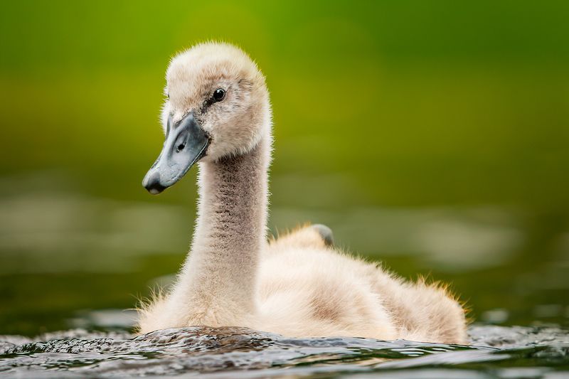 Young swan