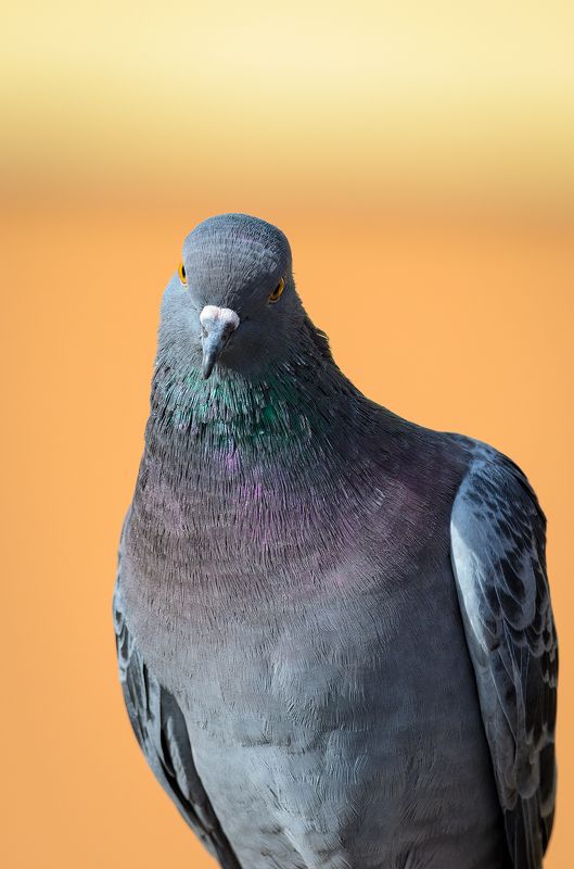 Портрет голубя