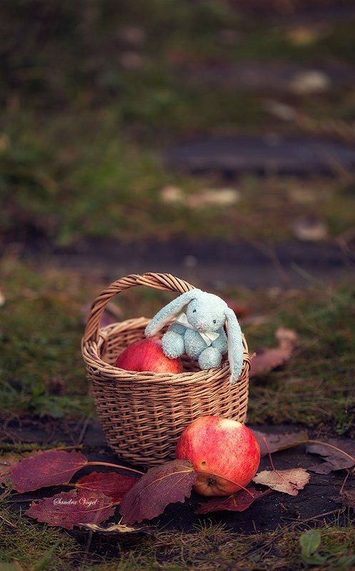 яблоки,осень,листья,зайка Яблочное настроениеphoto preview