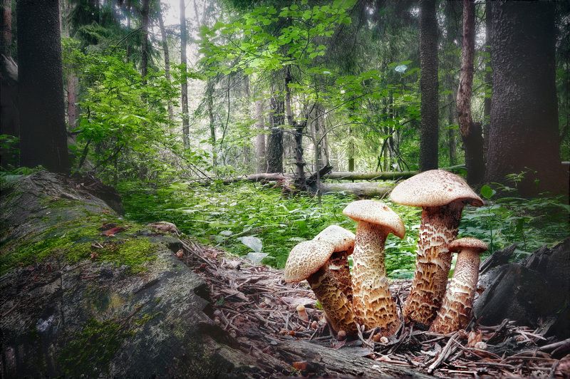 Лесной пейзаж с грибами