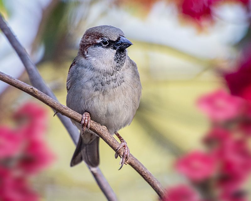 Pardal (House Sparrow)