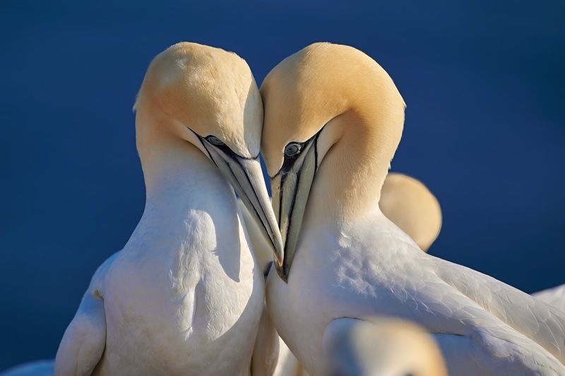 Northenrn gannets love