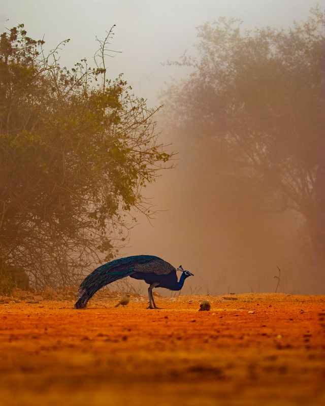 Indian peafowl
