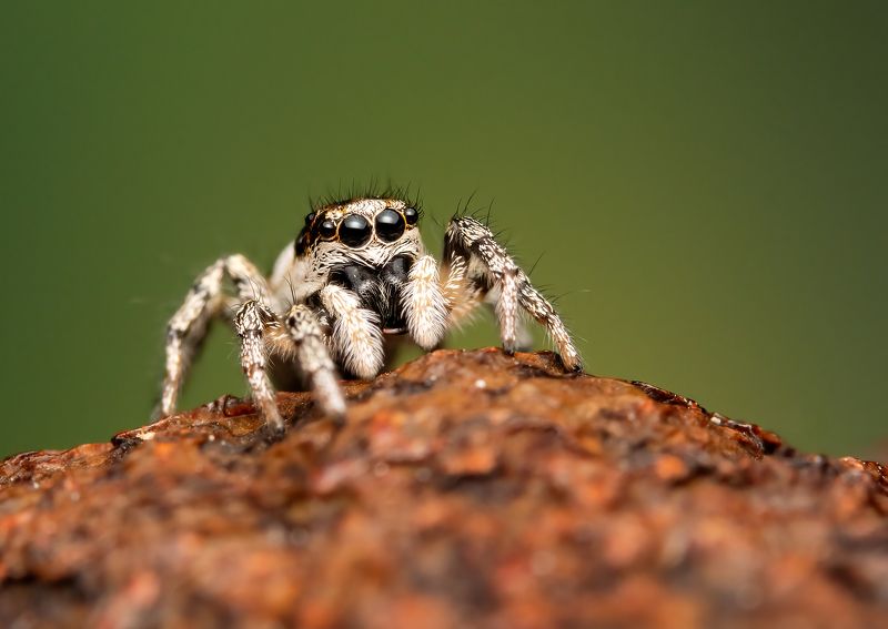 Small jumping spider