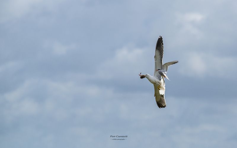 hunting - lesser black-backed gull
