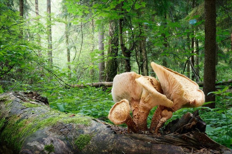 Лесной пейзаж с грибами