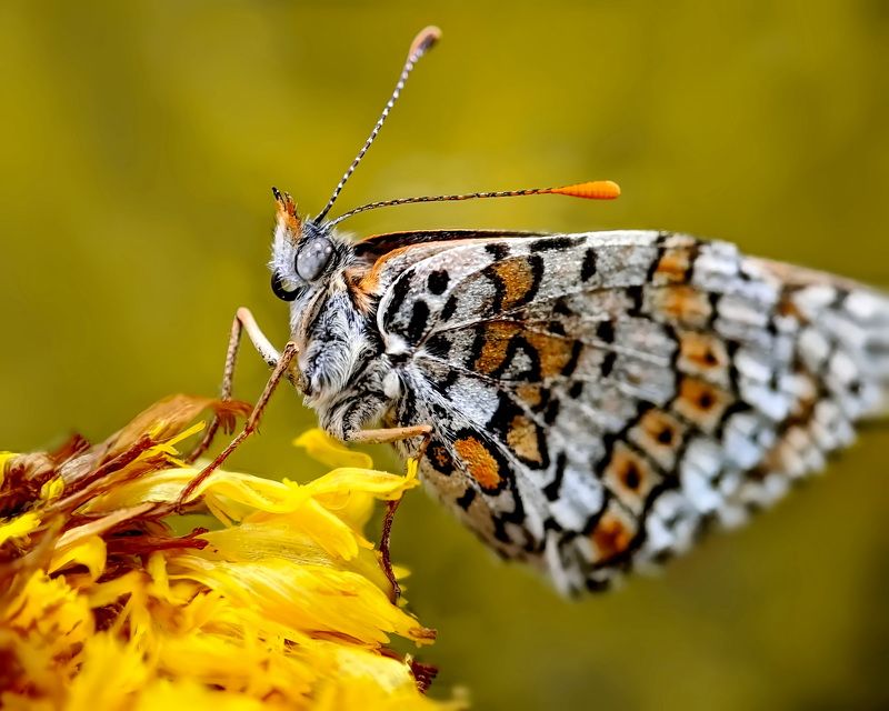 Бабочка Melitaea cinxia