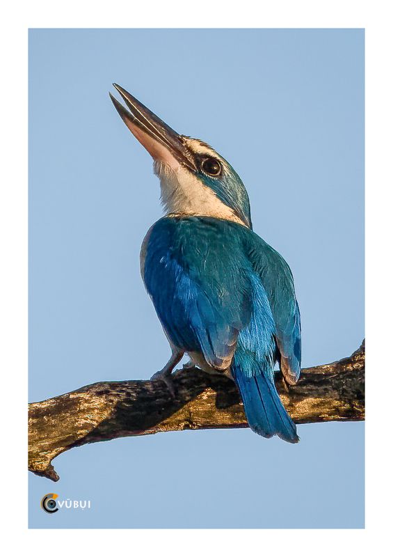 Collared Kingfisher in the mangrove forest