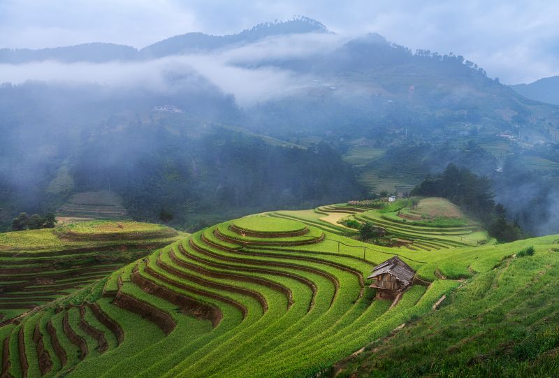 Му Кан Чай / Mu Cang Chai