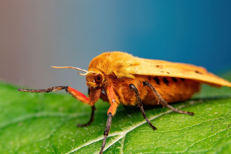 Pyrrharctia isabella moth