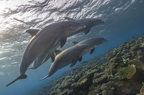 Утренние дельфины