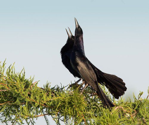 Гракл - Boat-tailed grackle