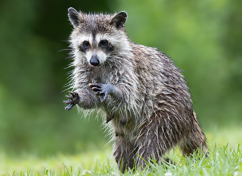 Енот-полоскун -Raccoon