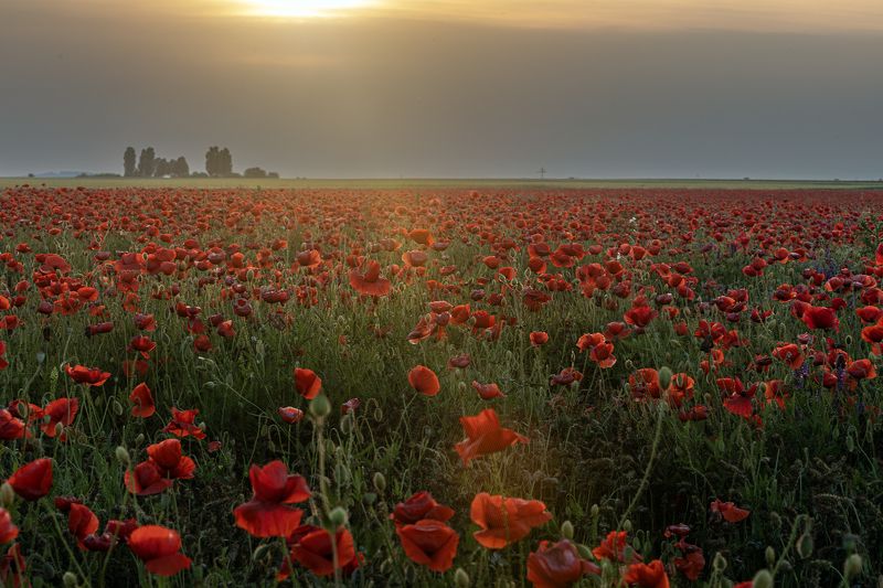 Poppy field during sunset
