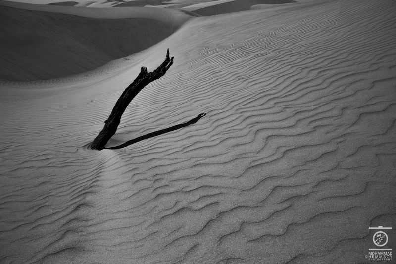 dry tree in the desert