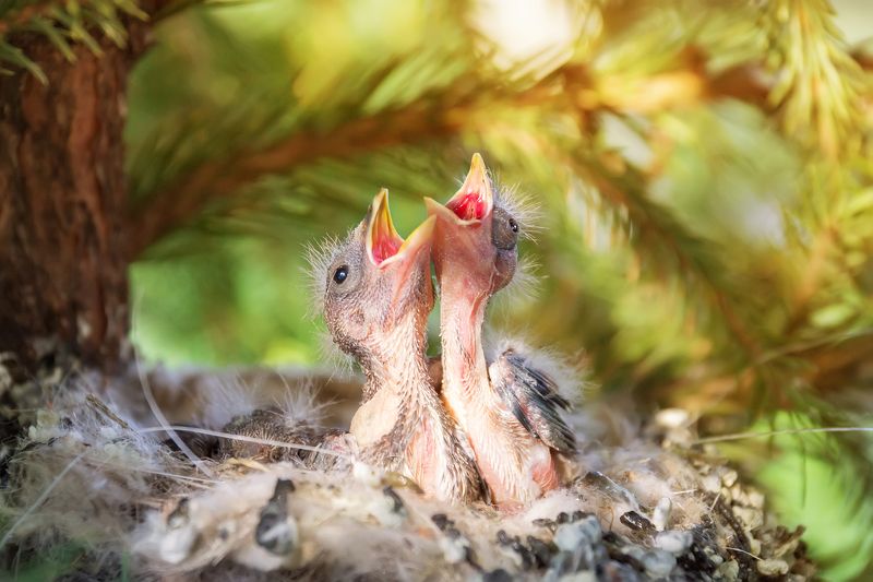 Птенцы в гнезде