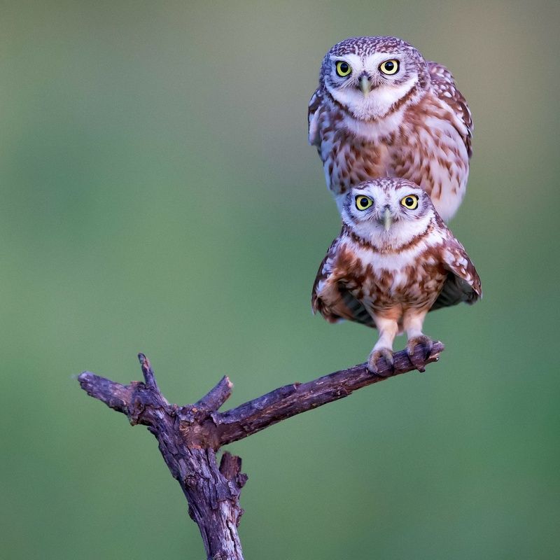 Little owls 