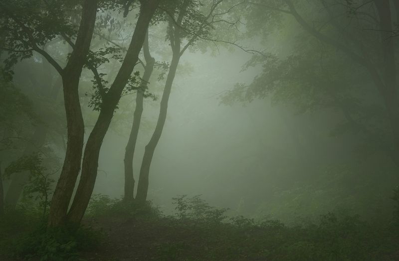 Утро в туманном лесу