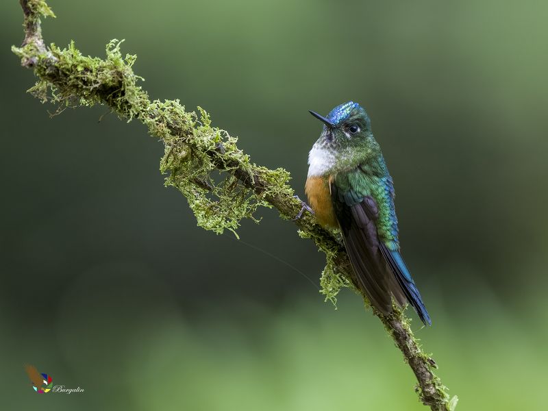 Violet-tailed Sylph (Female)