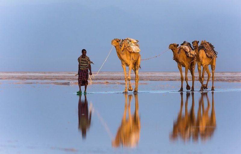 Верблюды, Караван, Соль, Эфиопия Соленое Озероphoto preview