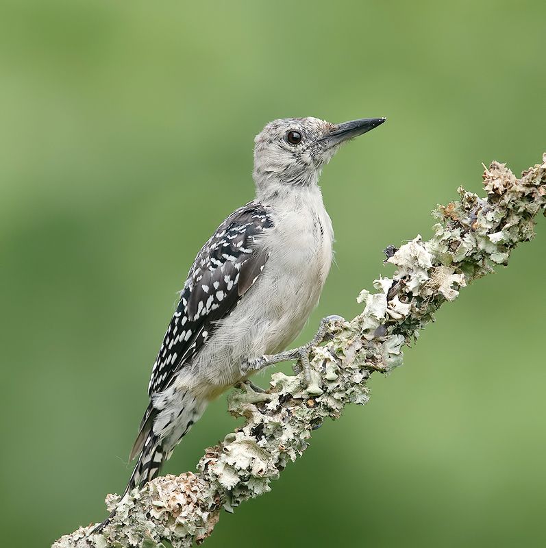 Juvenile. Red-bellied Woodpecker. Каролинский меланерпес
