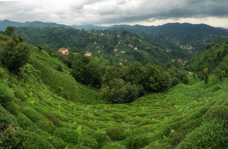 Чайные плантации в Ризе
