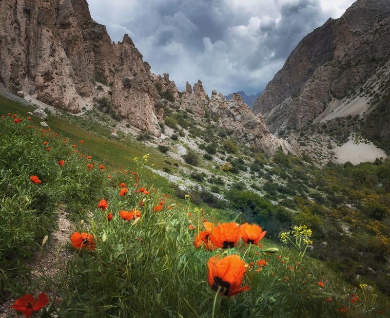 Таджикистан. Маки цветут