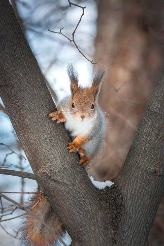 Tree tails