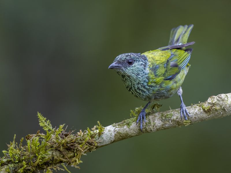 Black-capped Tanager, Female
