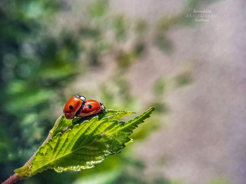 Модница Ladybird