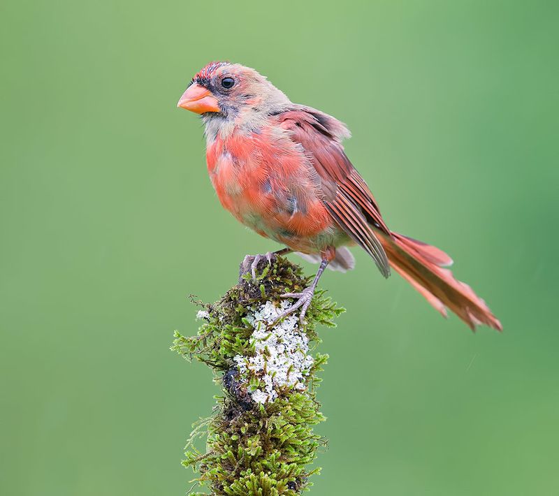 Juvenile Northern Cardinal - Молодая птица -Красный кардинал