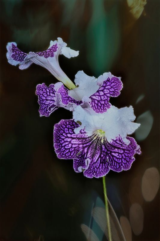 Streptocarpus