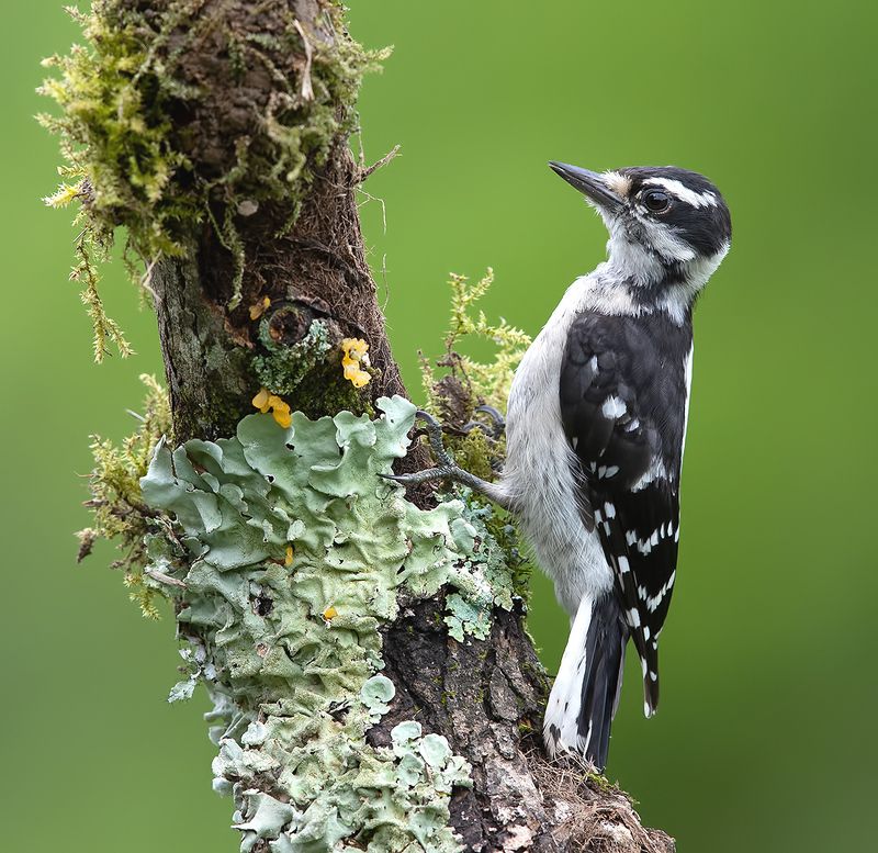 С  Днем Фотографа! Downy woodpecker - Пушистый дятел