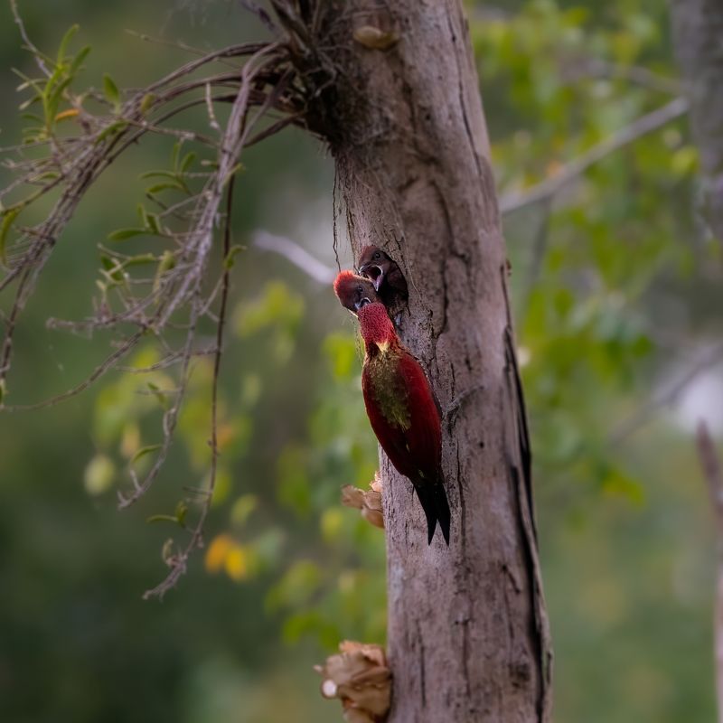 Banded Woodpecker 