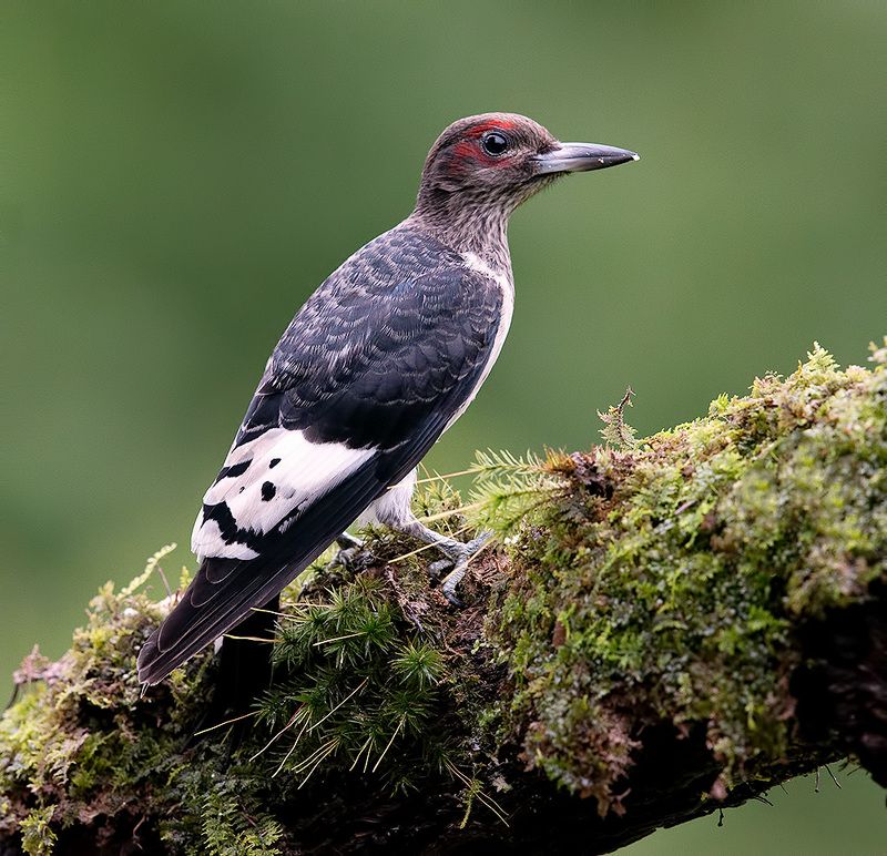 Juvenile. Red-headed woodpecker -Красноголовый меланерпес